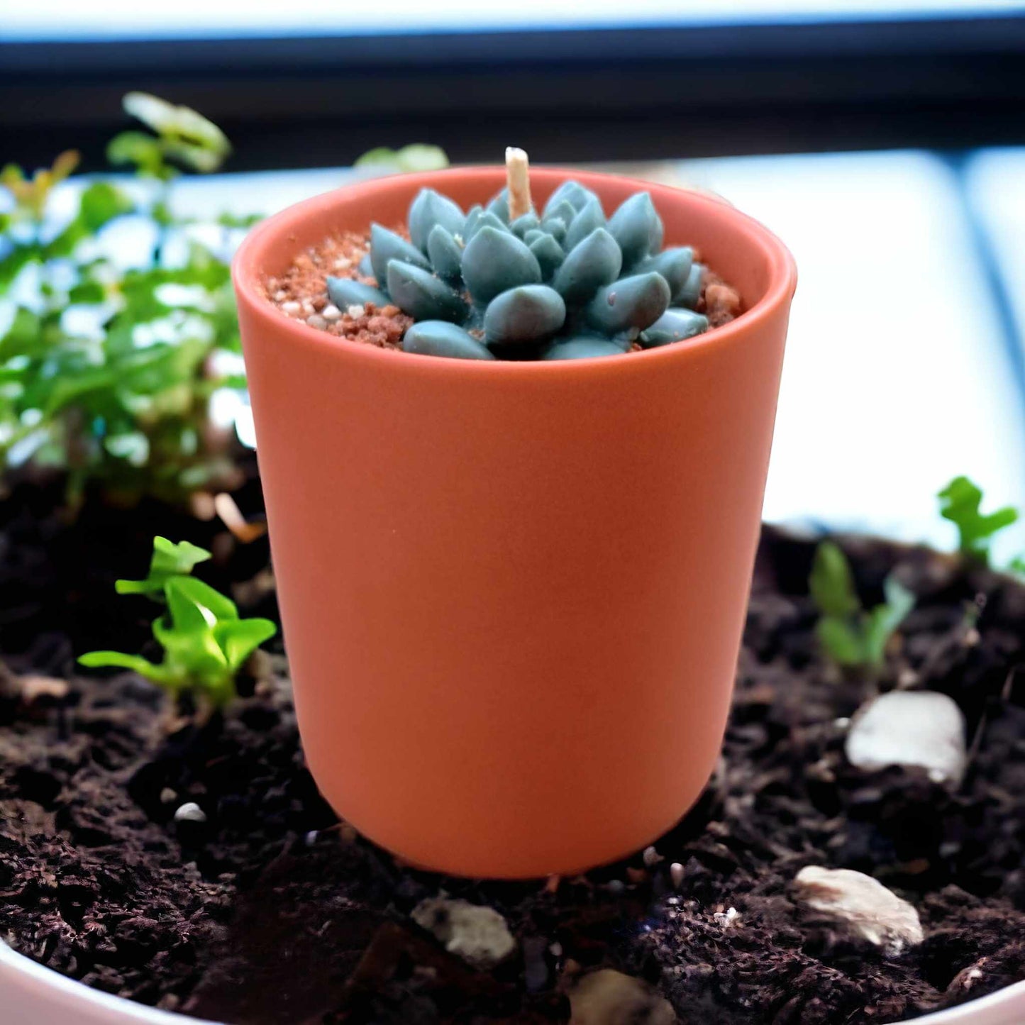 Plant Candles